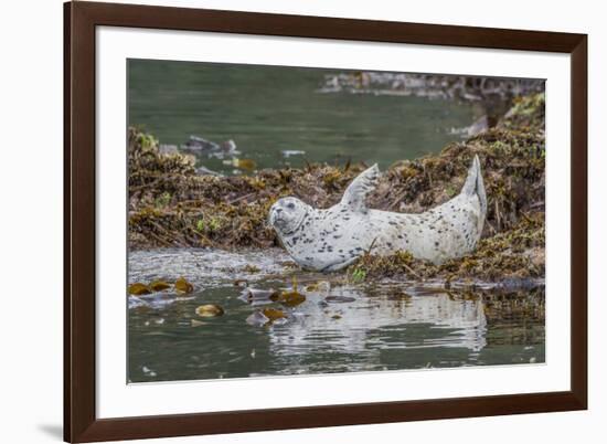 USA, Alaska, Katmai National Park. Harbor Seal resting on seaweed.-Frank Zurey-Framed Premium Photographic Print