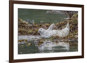 USA, Alaska, Katmai National Park. Harbor Seal resting on seaweed.-Frank Zurey-Framed Premium Photographic Print