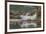 USA, Alaska, Katmai National Park. Harbor Seal resting on seaweed.-Frank Zurey-Framed Premium Photographic Print