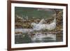 USA, Alaska, Katmai National Park. Harbor Seal resting on seaweed.-Frank Zurey-Framed Premium Photographic Print