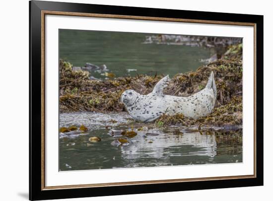 USA, Alaska, Katmai National Park. Harbor Seal resting on seaweed.-Frank Zurey-Framed Premium Photographic Print