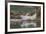 USA, Alaska, Katmai National Park. Harbor Seal resting on seaweed.-Frank Zurey-Framed Premium Photographic Print