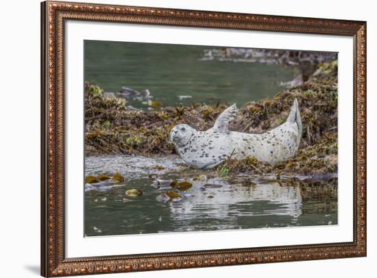 USA, Alaska, Katmai National Park. Harbor Seal resting on seaweed.-Frank Zurey-Framed Premium Photographic Print