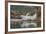 USA, Alaska, Katmai National Park. Harbor Seal resting on seaweed.-Frank Zurey-Framed Premium Photographic Print