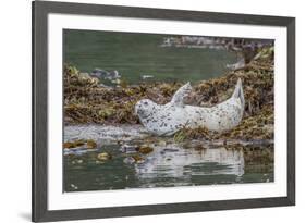 USA, Alaska, Katmai National Park. Harbor Seal resting on seaweed.-Frank Zurey-Framed Premium Photographic Print