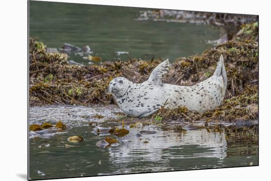 USA, Alaska, Katmai National Park. Harbor Seal resting on seaweed.-Frank Zurey-Mounted Premium Photographic Print