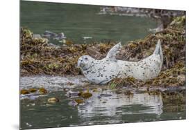 USA, Alaska, Katmai National Park. Harbor Seal resting on seaweed.-Frank Zurey-Mounted Premium Photographic Print