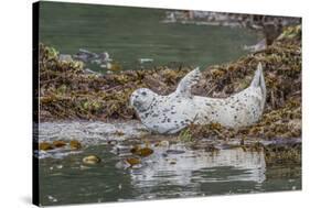 USA, Alaska, Katmai National Park. Harbor Seal resting on seaweed.-Frank Zurey-Stretched Canvas