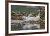 USA, Alaska, Katmai National Park. Harbor Seal resting on seaweed.-Frank Zurey-Framed Photographic Print