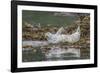 USA, Alaska, Katmai National Park. Harbor Seal resting on seaweed.-Frank Zurey-Framed Photographic Print