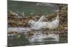 USA, Alaska, Katmai National Park. Harbor Seal resting on seaweed.-Frank Zurey-Mounted Photographic Print