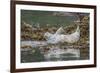 USA, Alaska, Katmai National Park. Harbor Seal resting on seaweed.-Frank Zurey-Framed Photographic Print