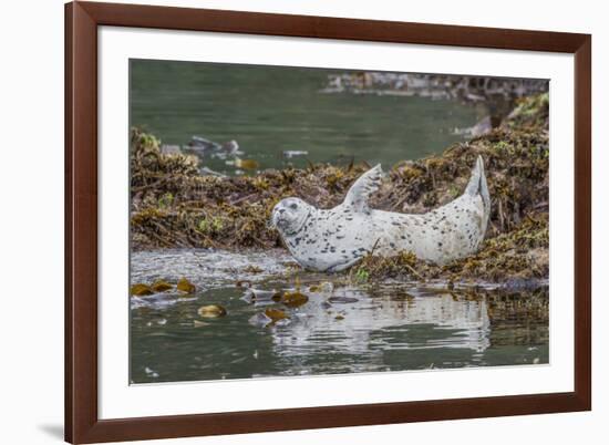 USA, Alaska, Katmai National Park. Harbor Seal resting on seaweed.-Frank Zurey-Framed Photographic Print