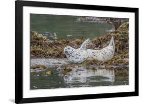 USA, Alaska, Katmai National Park. Harbor Seal resting on seaweed.-Frank Zurey-Framed Photographic Print