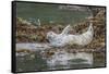 USA, Alaska, Katmai National Park. Harbor Seal resting on seaweed.-Frank Zurey-Framed Stretched Canvas