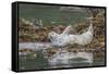 USA, Alaska, Katmai National Park. Harbor Seal resting on seaweed.-Frank Zurey-Framed Stretched Canvas