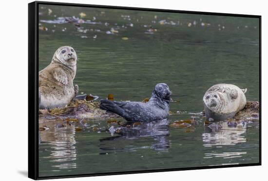 USA, Alaska, Katmai National Park. Harbor Seal resting on seaweed.-Frank Zurey-Framed Stretched Canvas