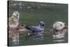 USA, Alaska, Katmai National Park. Harbor Seal resting on seaweed.-Frank Zurey-Stretched Canvas