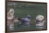 USA, Alaska, Katmai National Park. Harbor Seal resting on seaweed.-Frank Zurey-Framed Photographic Print