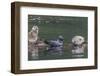 USA, Alaska, Katmai National Park. Harbor Seal resting on seaweed.-Frank Zurey-Framed Photographic Print