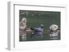 USA, Alaska, Katmai National Park. Harbor Seal resting on seaweed.-Frank Zurey-Framed Photographic Print