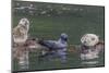 USA, Alaska, Katmai National Park. Harbor Seal resting on seaweed.-Frank Zurey-Mounted Photographic Print