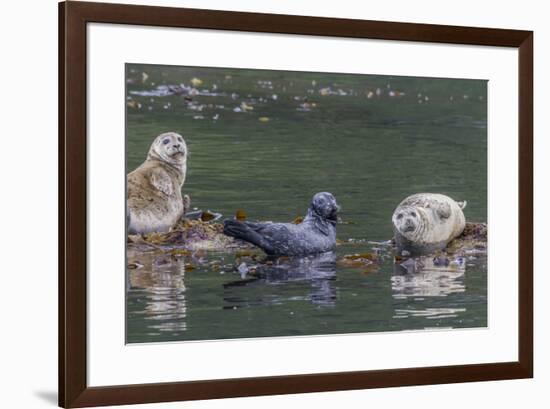 USA, Alaska, Katmai National Park. Harbor Seal resting on seaweed.-Frank Zurey-Framed Premium Photographic Print