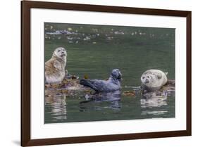 USA, Alaska, Katmai National Park. Harbor Seal resting on seaweed.-Frank Zurey-Framed Premium Photographic Print