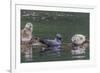 USA, Alaska, Katmai National Park. Harbor Seal resting on seaweed.-Frank Zurey-Framed Premium Photographic Print