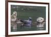 USA, Alaska, Katmai National Park. Harbor Seal resting on seaweed.-Frank Zurey-Framed Premium Photographic Print