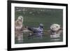 USA, Alaska, Katmai National Park. Harbor Seal resting on seaweed.-Frank Zurey-Framed Premium Photographic Print