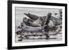 USA, Alaska, Katmai National Park. Harbor Seal resting on seaweed.-Frank Zurey-Framed Photographic Print