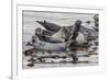 USA, Alaska, Katmai National Park. Harbor Seal resting on seaweed.-Frank Zurey-Framed Premium Photographic Print