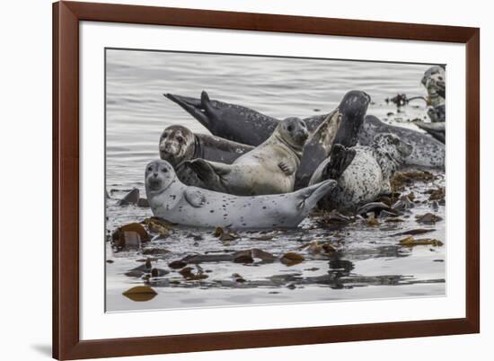 USA, Alaska, Katmai National Park. Harbor Seal resting on seaweed.-Frank Zurey-Framed Premium Photographic Print