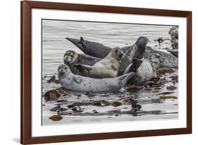 USA, Alaska, Katmai National Park. Harbor Seal resting on seaweed.-Frank Zurey-Framed Premium Photographic Print