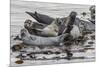 USA, Alaska, Katmai National Park. Harbor Seal resting on seaweed.-Frank Zurey-Mounted Premium Photographic Print