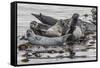 USA, Alaska, Katmai National Park. Harbor Seal resting on seaweed.-Frank Zurey-Framed Stretched Canvas