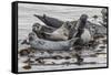 USA, Alaska, Katmai National Park. Harbor Seal resting on seaweed.-Frank Zurey-Framed Stretched Canvas