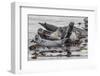 USA, Alaska, Katmai National Park. Harbor Seal resting on seaweed.-Frank Zurey-Framed Photographic Print