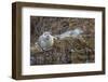 USA, Alaska, Katmai National Park. Harbor Seal resting on seaweed.-Frank Zurey-Framed Photographic Print