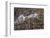 USA, Alaska, Katmai National Park. Harbor Seal resting on seaweed.-Frank Zurey-Framed Photographic Print