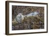 USA, Alaska, Katmai National Park. Harbor Seal resting on seaweed.-Frank Zurey-Framed Photographic Print