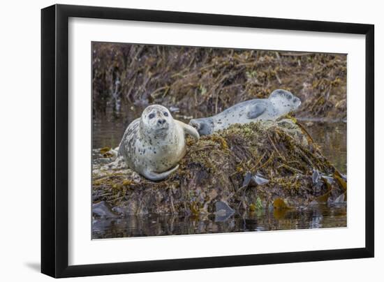 USA, Alaska, Katmai National Park. Harbor Seal resting on seaweed.-Frank Zurey-Framed Photographic Print