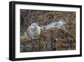 USA, Alaska, Katmai National Park. Harbor Seal resting on seaweed.-Frank Zurey-Framed Photographic Print