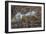 USA, Alaska, Katmai National Park. Harbor Seal resting on seaweed.-Frank Zurey-Framed Photographic Print