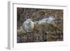 USA, Alaska, Katmai National Park. Harbor Seal resting on seaweed.-Frank Zurey-Framed Photographic Print