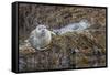 USA, Alaska, Katmai National Park. Harbor Seal resting on seaweed.-Frank Zurey-Framed Stretched Canvas