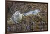 USA, Alaska, Katmai National Park. Harbor Seal resting on seaweed.-Frank Zurey-Framed Photographic Print