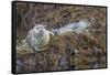 USA, Alaska, Katmai National Park. Harbor Seal resting on seaweed.-Frank Zurey-Framed Stretched Canvas