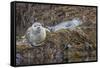 USA, Alaska, Katmai National Park. Harbor Seal resting on seaweed.-Frank Zurey-Framed Stretched Canvas